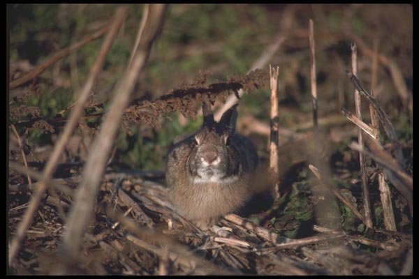 123007 Cottontail Rabbit A4 Photo Print