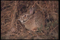 123008 Cottontail Rabbit A4 Photo Print