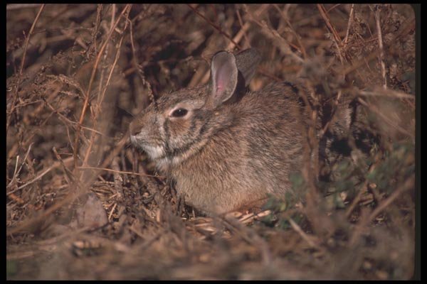 123008 Cottontail Rabbit A4 Photo Print