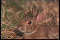 123009 Eastern Cottontail Rabbit Alert A4 Photo Print