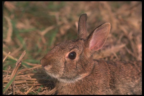 123009 Eastern Cottontail Rabbit Alert A4 Photo Print