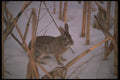123010 Cottontail Rabbit Sitting In Snow A4 Photo Print