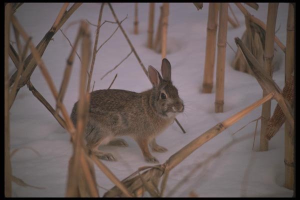 123010 Cottontail Rabbit Sitting In Snow A4 Photo Print