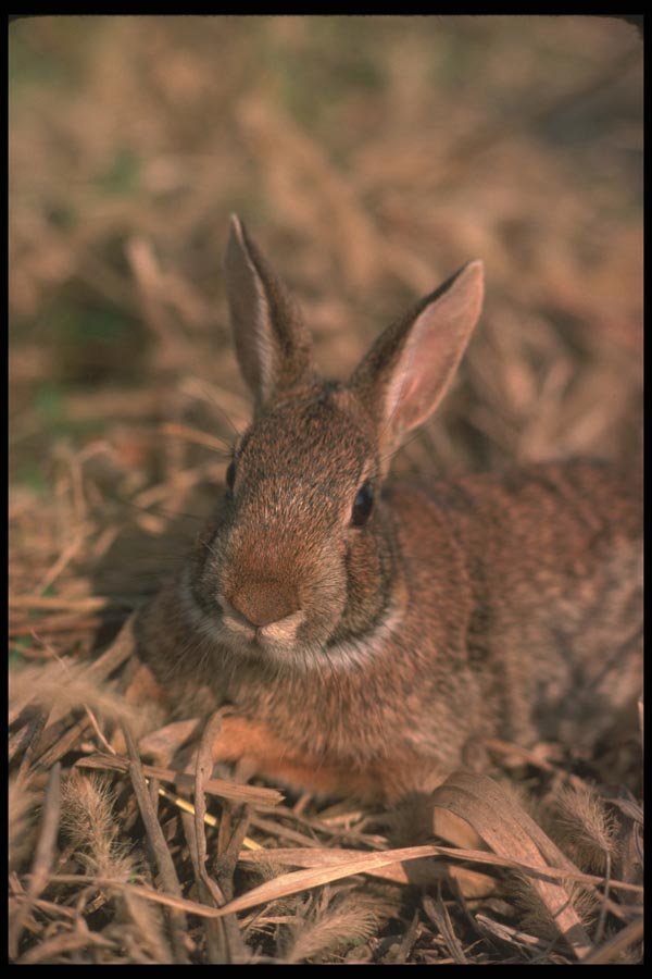 123011 Eastern Cottontail Rabbit Alert A4 Photo Print