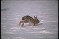 123012 Cottontail Rabbit Running A4 Photo Print