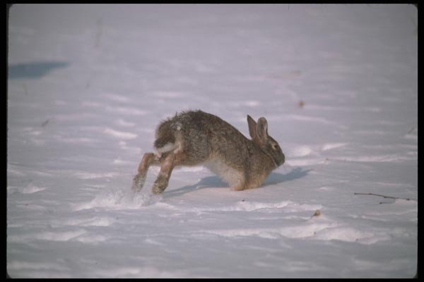 123012 Cottontail Rabbit Running A4 Photo Print