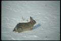 123013 Cottontail Rabbit Running A4 Photo Print