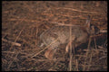 123014 Cottontail Rabbit Running A4 Photo Print