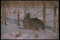 123015 Cottontail Rabbit Sitting In Snowy Field A4 Photo Print