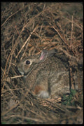 123016 Cottontail Rabbit A4 Photo Print