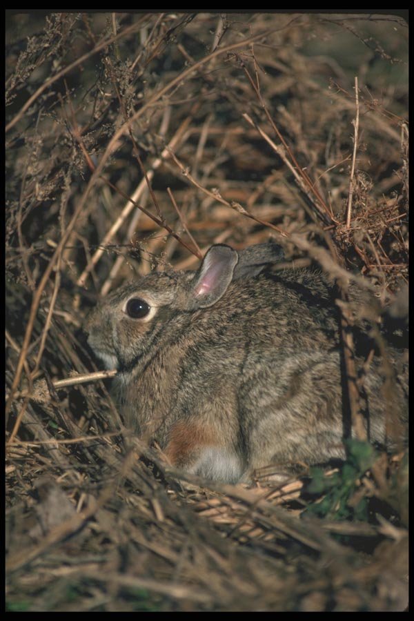 123016 Cottontail Rabbit A4 Photo Print