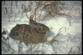 123017 Cottontail Rabbit A4 Photo Print
