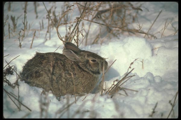 123017 Cottontail Rabbit A4 Photo Print