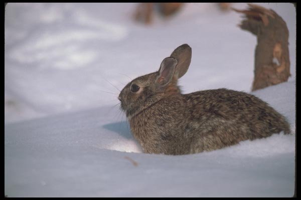 123018 Cottontail Rabbit A4 Photo Print