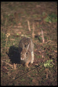 123019 Cottontail Rabbit Running A4 Photo Print
