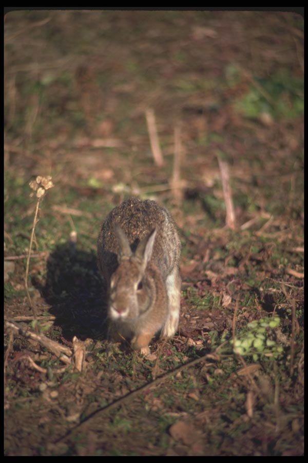 123019 Cottontail Rabbit Running A4 Photo Print