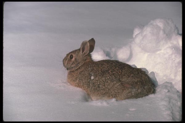 123020 Cottontail Rabbit Alert In Heavy Snow A4 Photo Print