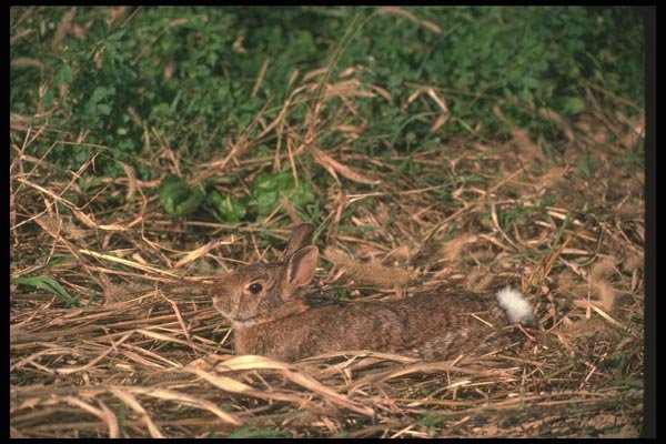 123021 Cottontail Rabbit Bedded Down At Edge Of Field A4 Photo Print