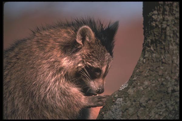 123022 Raccoon Climbing Tree A4 Photo Print