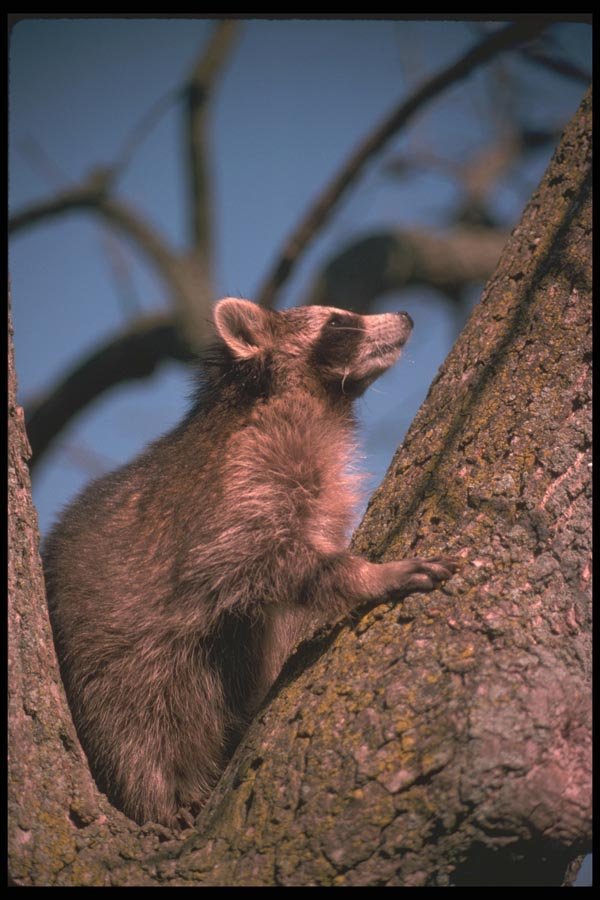 123024 Raccoon In A Tree A4 Photo Print