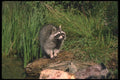 123025 Raccoon At Water Edge A4 Photo Print