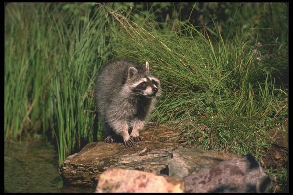 123025 Raccoon At Water Edge A4 Photo Print