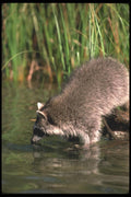 123026 Raccoon Looking For Crayfish In Water A4 Photo Print