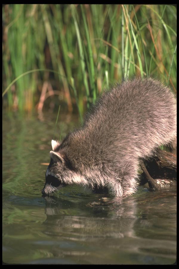 123026 Raccoon Looking For Crayfish In Water A4 Photo Print