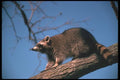 123027 Raccoon Up In A Tree A4 Photo Print