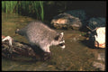 123028 Raccoon At Water Edge A4 Photo Print