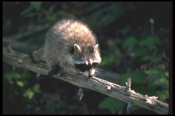 123029 Raccoon On Log A4 Photo Print