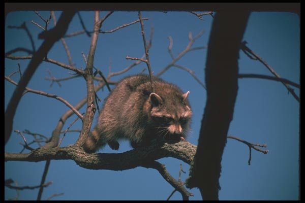 123030 Raccoon Climbing Tree A4 Photo Print