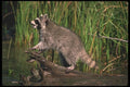 123031 Raccoon At Water Edge A4 Photo Print