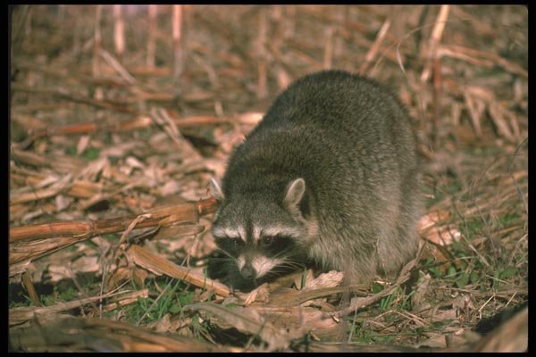 123032 Raccoon Intently Forages For Ears Of Corn In Field A4 Photo Print