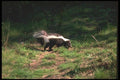123033 Striped Skunk A4 Photo Print