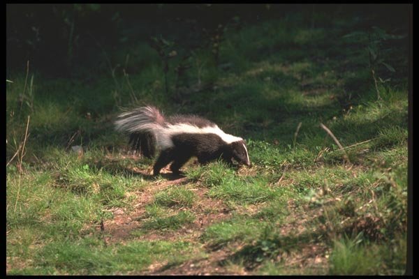 123033 Striped Skunk A4 Photo Print