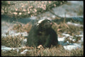 123034 Striped Skunk Alertly Sniffing Wind For Food Or Danger A4 Photo Print