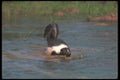 123035 Striped Skunk Crossing Small Pond A4 Photo Print
