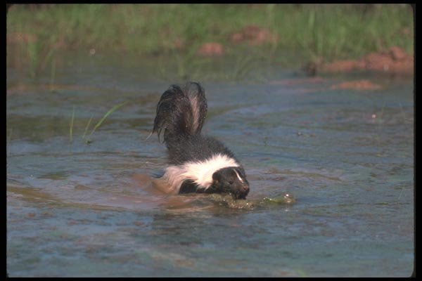 123035 Striped Skunk Crossing Small Pond A4 Photo Print