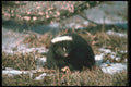 123036 Striped Skunk Alert In Winter Woods A4 Photo Print