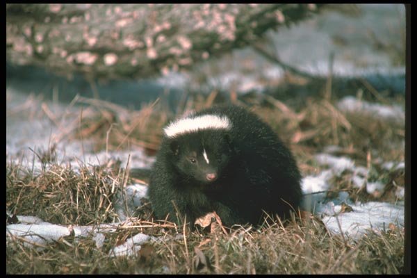 123036 Striped Skunk Alert In Winter Woods A4 Photo Print