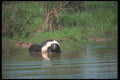 123037 Striped Skunk Crossing Small Pond A4 Photo Print