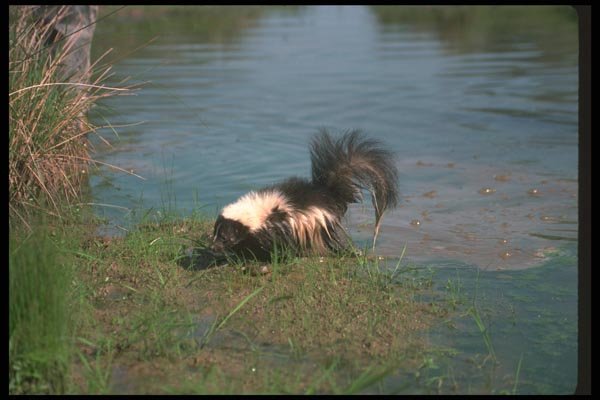 123038 Striped Skunk With Brown Water Snake It Has Just Killed A4 Photo Print