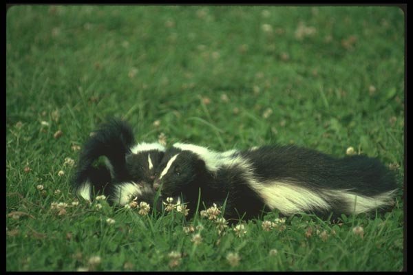 123039 Striped Skunks Mother With Young Ones In Summer Pasture A4 Photo Print