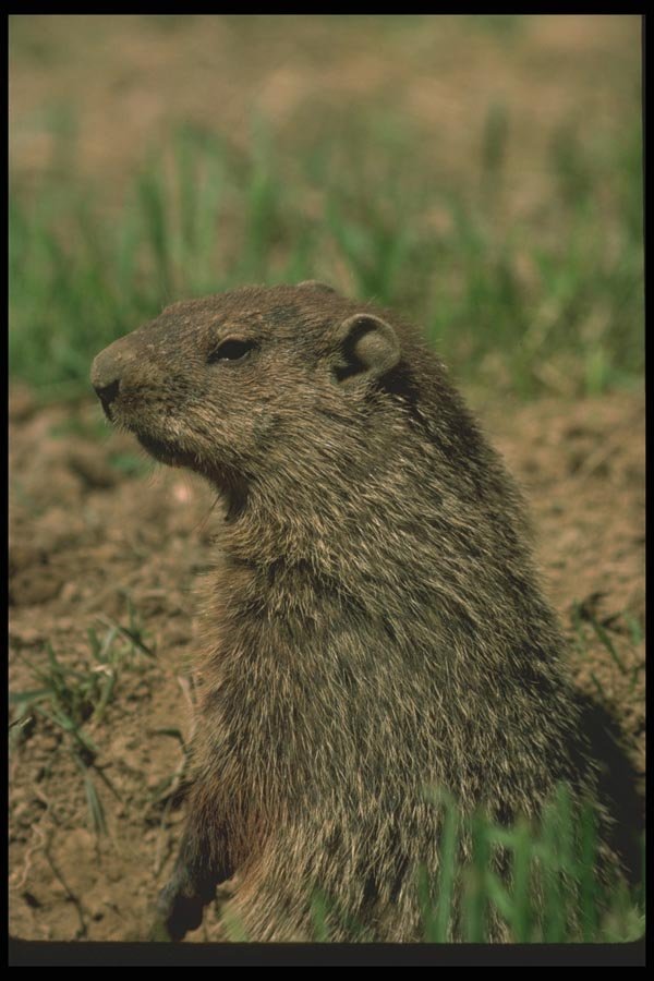 123040 Alert Woodchuck Standing Erect To Search For Danger A4 Photo Print