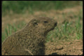 123041 Alert Woodchuck A4 Photo Print