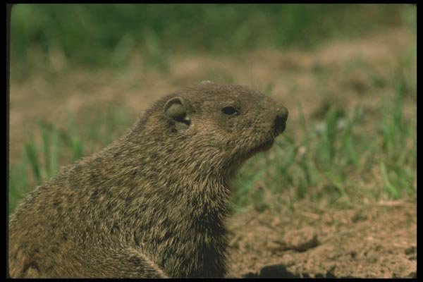 123041 Alert Woodchuck A4 Photo Print