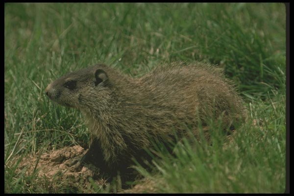 123042 Alert Woodchuck Pausing At Entrance To His Burrow A4 Photo Print