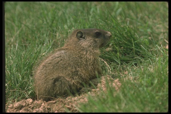 123043 Alert Woodchuck A4 Photo Print
