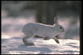 123044 Snowshoe Rabbit Running Through Snowy Woods A4 Photo Print